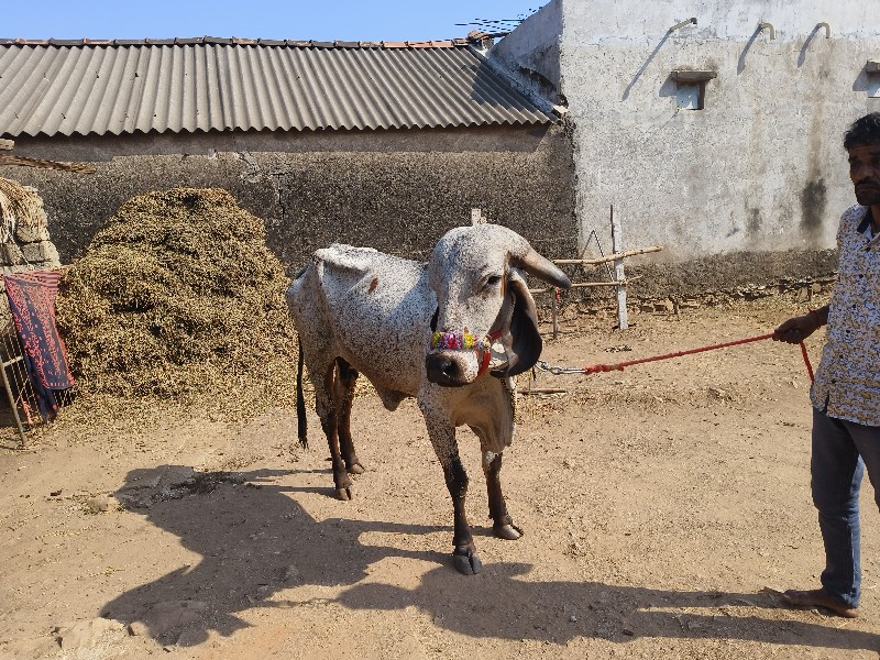 ગાય વેચવાની છે