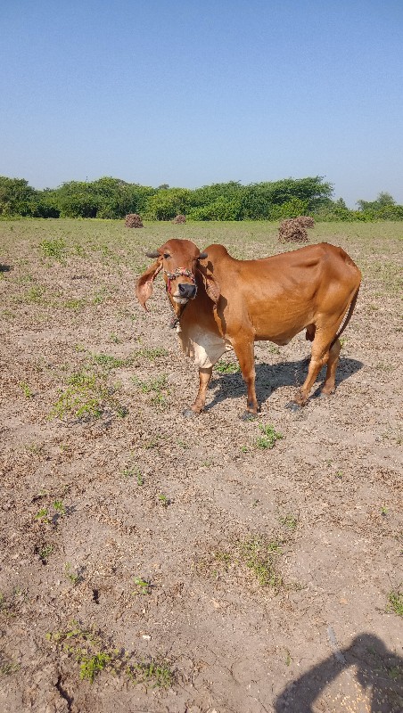 ગીર ગાય વેચવાની...