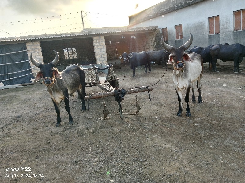 ગોઢલા વેચવાના છ...