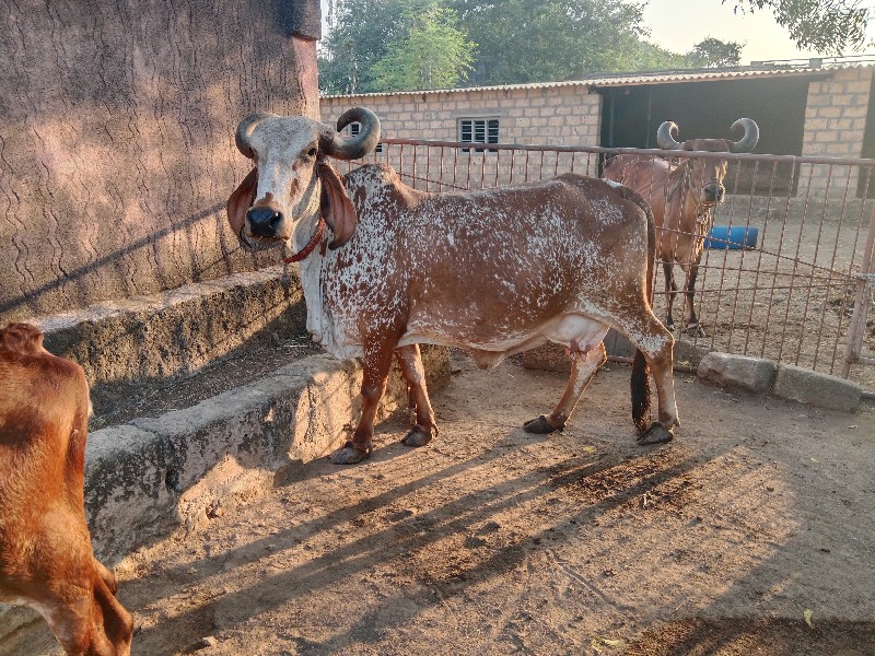 દેસી ગીર કાબરી...