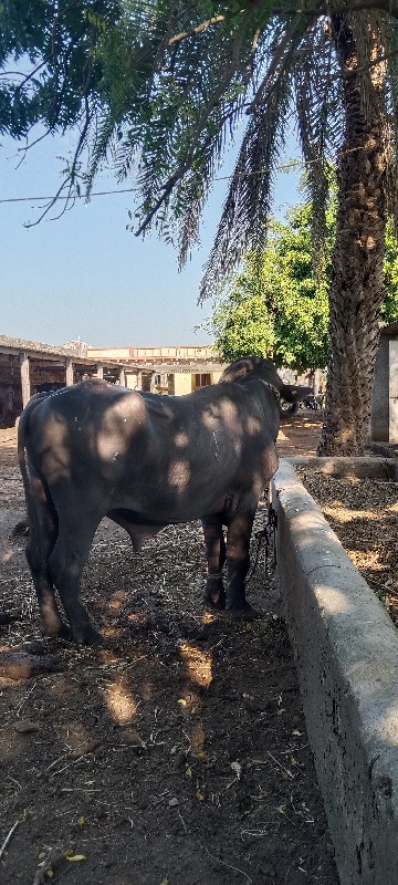 પાડો વેચવાન છે...