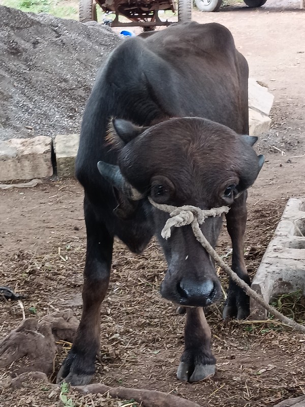 પાડો વેચવાનોછે