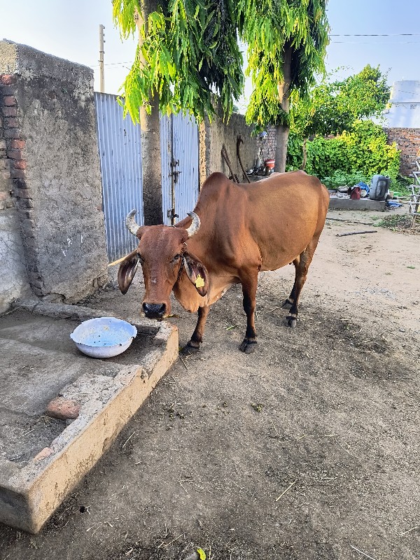 લાલ ગાય વેચવાની...