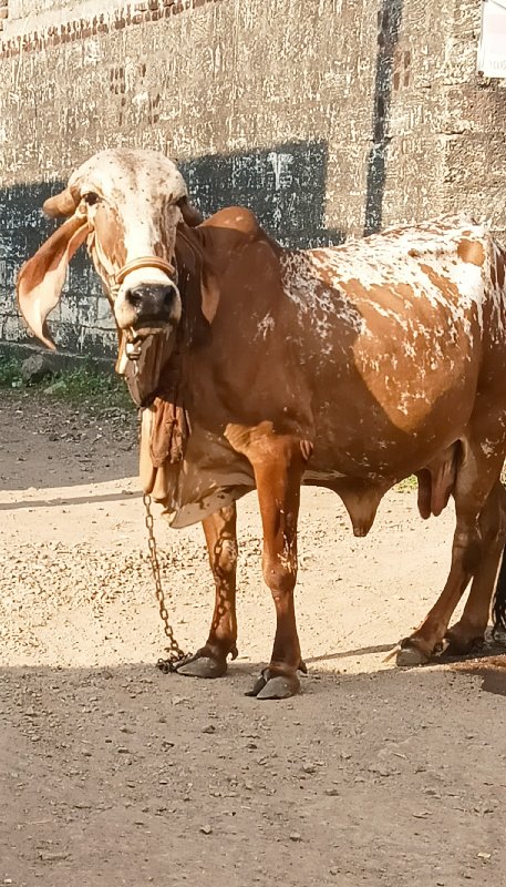 ગીર ગાય