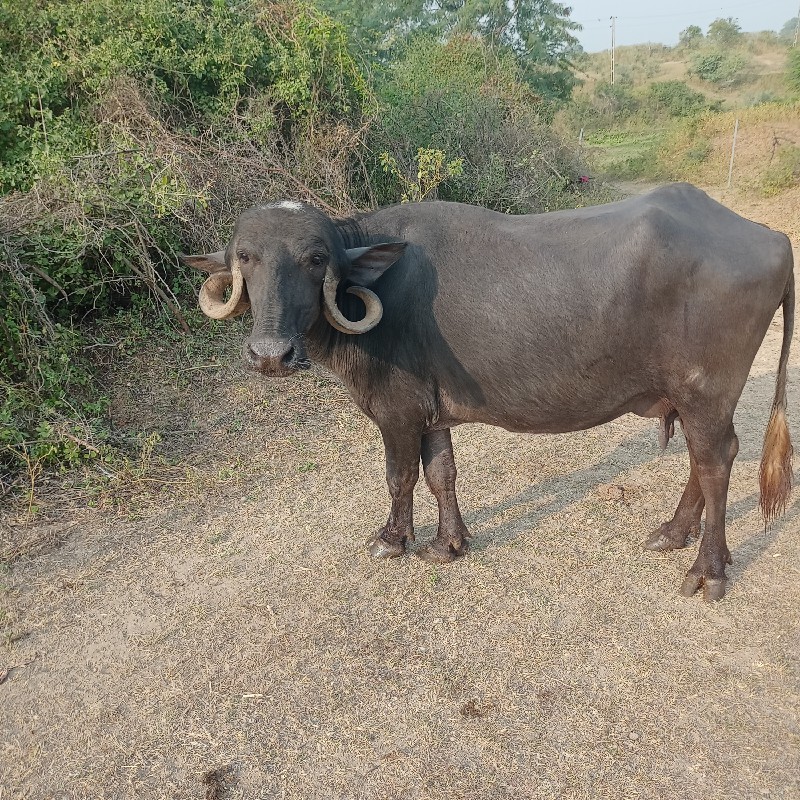 ભેશ