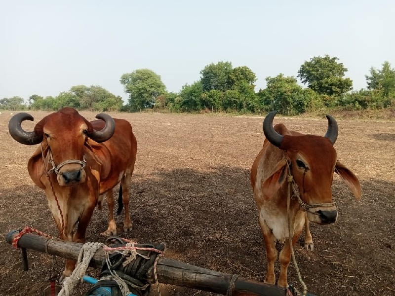 બલદ