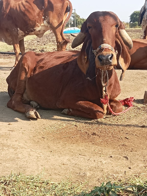 ગાય નાના મોટા...