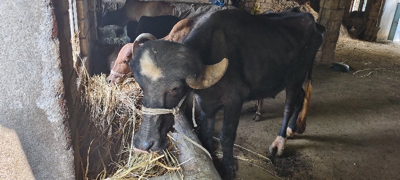 ખડેલું વેચવાનું...