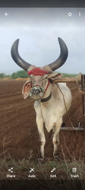 ગામ શિવા