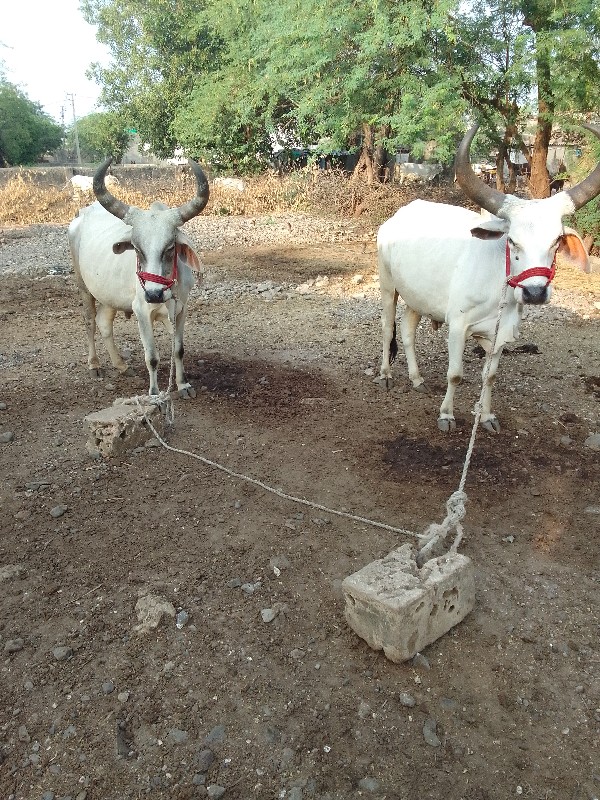 ગોઢલા વેચવાના છ...