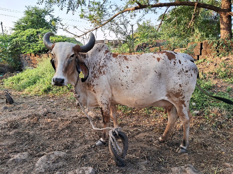 ગાય વેચવાની છે