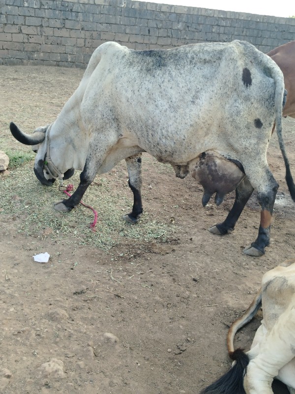 ગીત લીલડી ગાય વ...