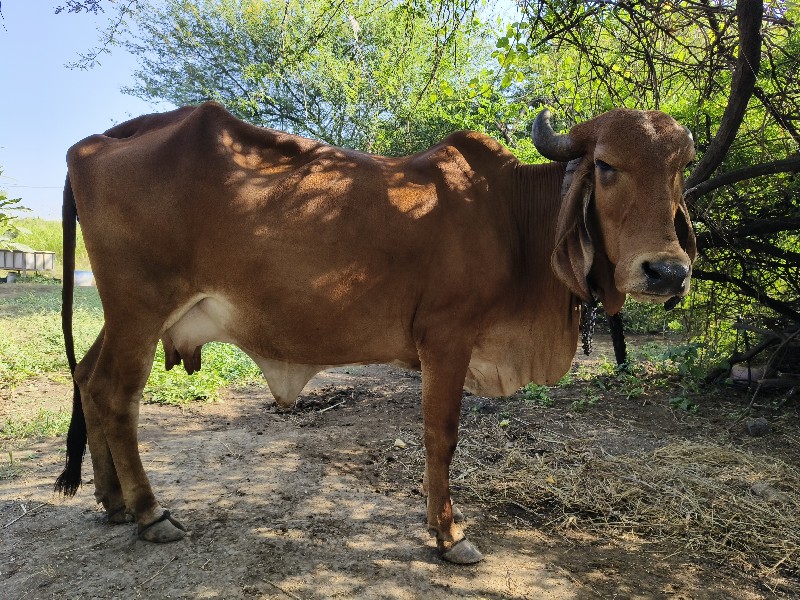 ગીર ગાય વેચવાની...