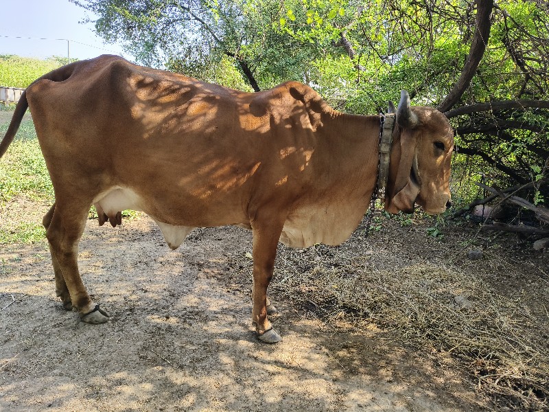 ગીર ગાય વેચવાની...