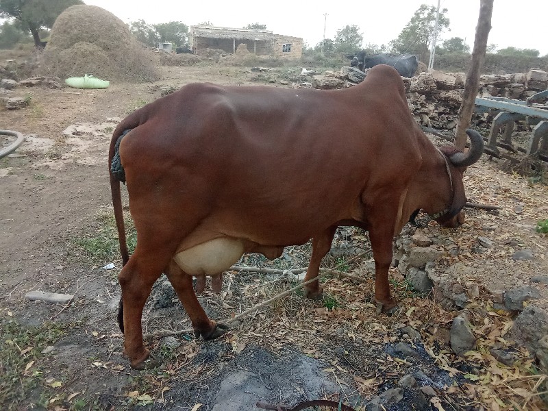 ગાય વેચવાની છે