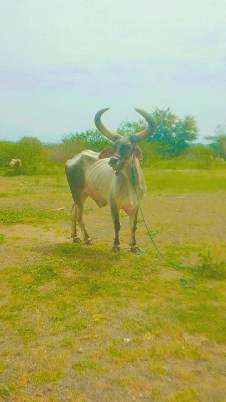 ફુલ જવાબદારી થી...