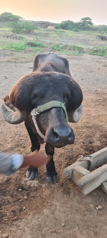 પાડો વેચવા નો છ...