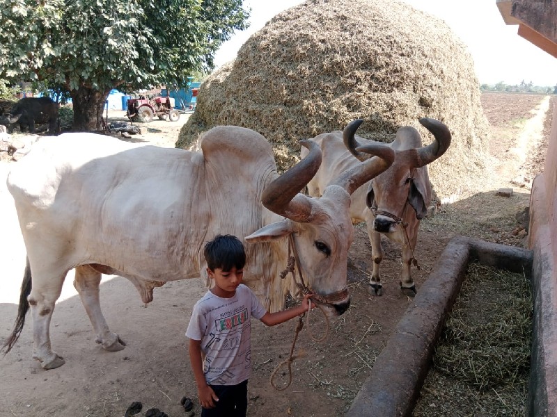 બળદ વેચવાના છે