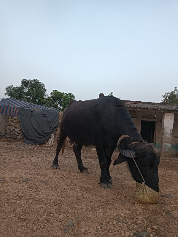 ભેશવશવાંનીછે