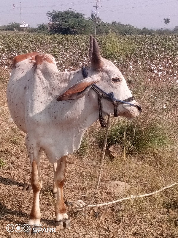 વેચવાનુછે