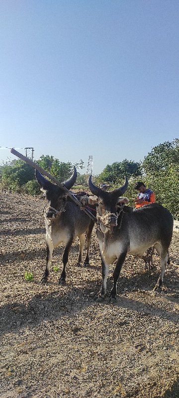 બળદ