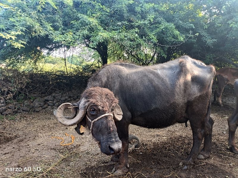 ભેંસ વેચવાની છે