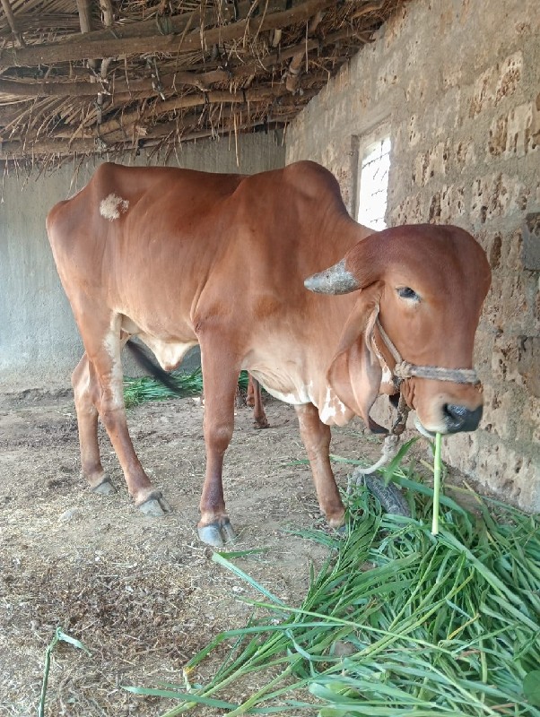 ગીર ગાય વેચવાની...