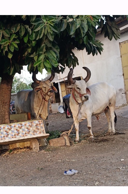 બળદ એક દબિયાર આ...