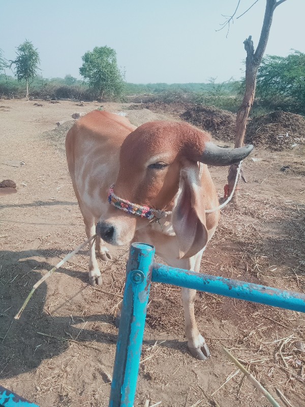 ગીર ગાય વેચવાની...