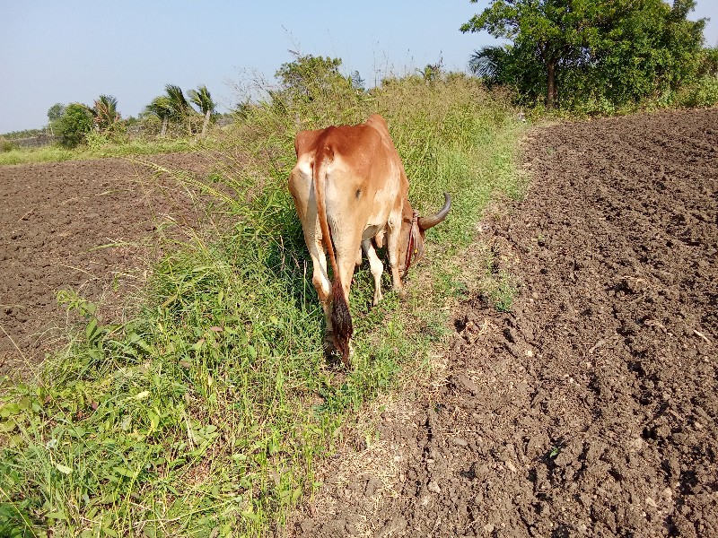 બળદ