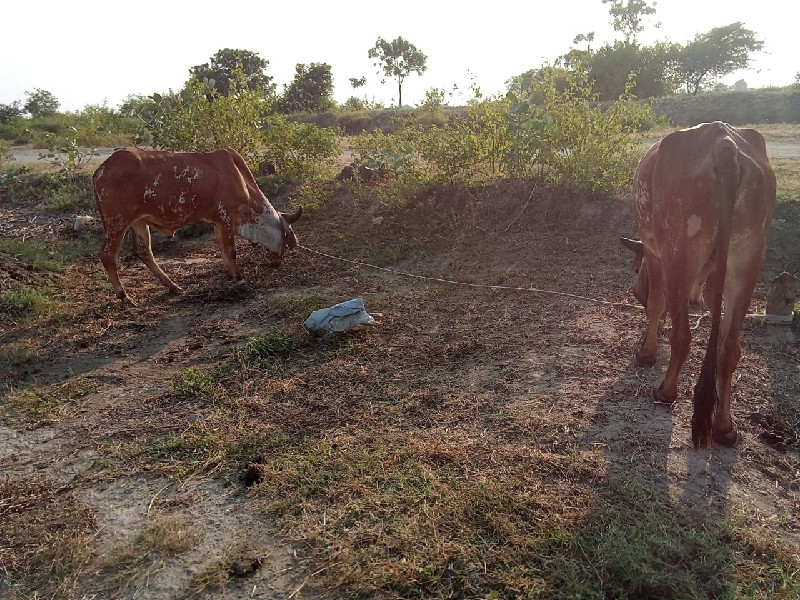 વેચવાના છે