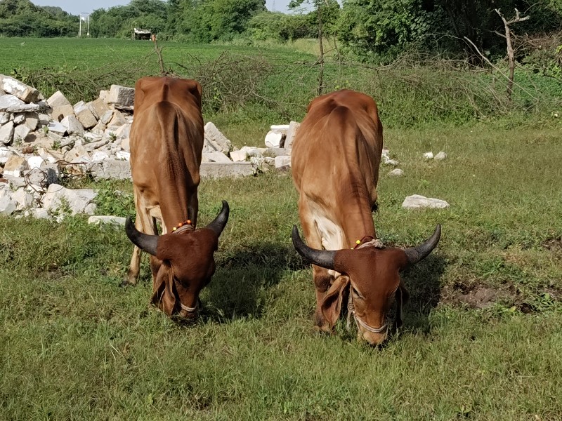 બળદ વેચવાના છે