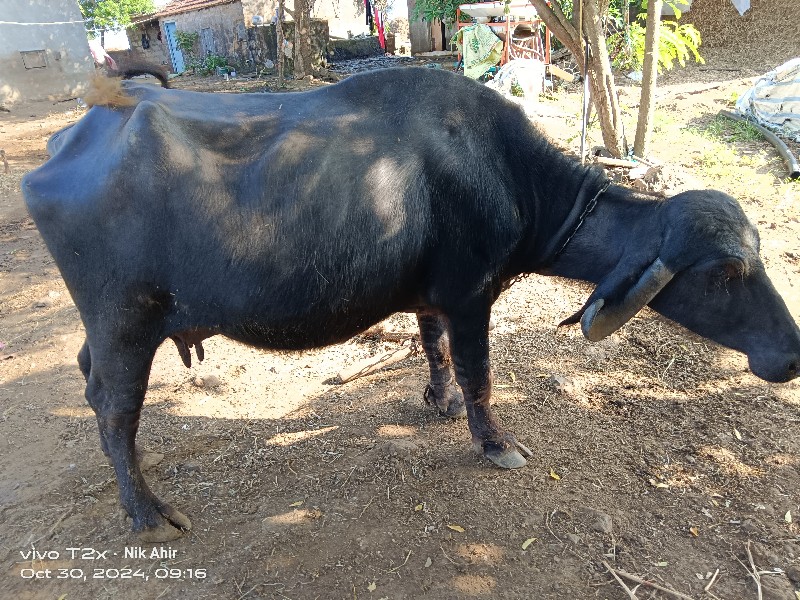 ઘર નિ ભેંશ છે