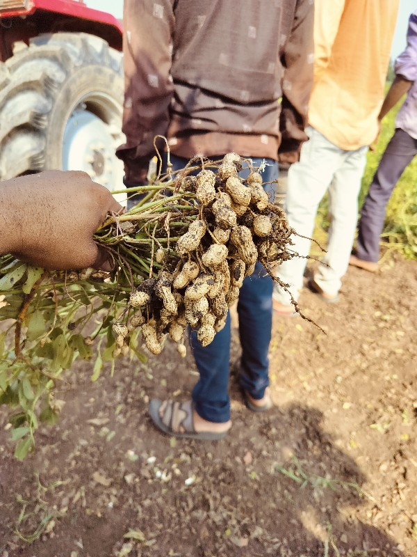 બિરારણ