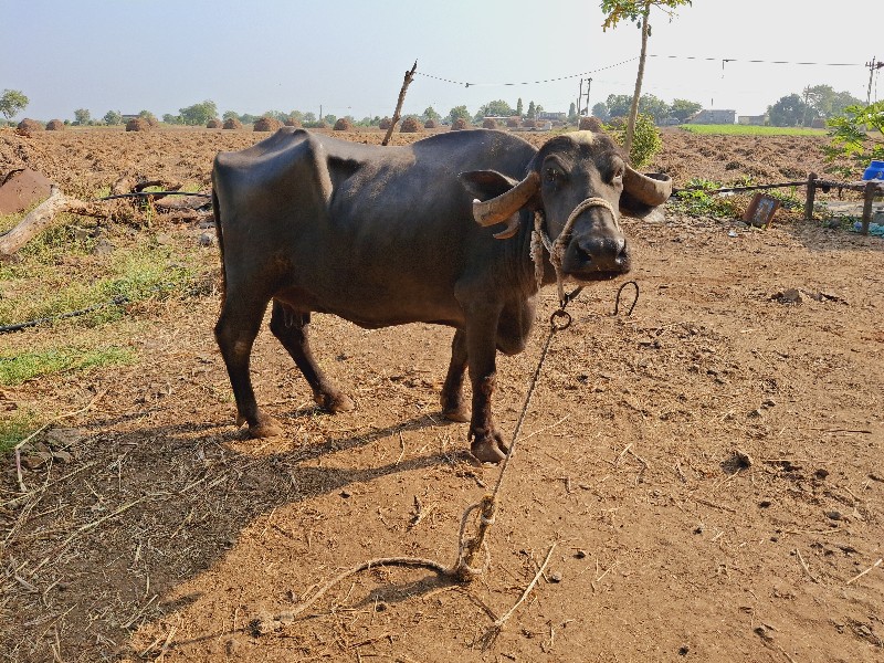 ભેસ વેચવાની છે