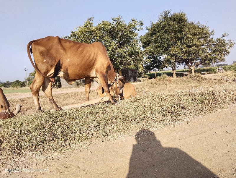 ગાય વસ્વનીસે