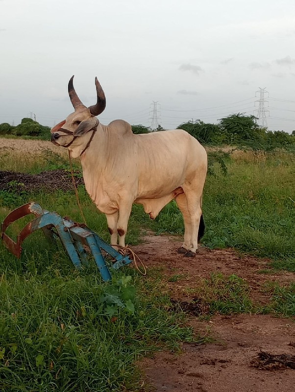 બળદ વેચવાના છે