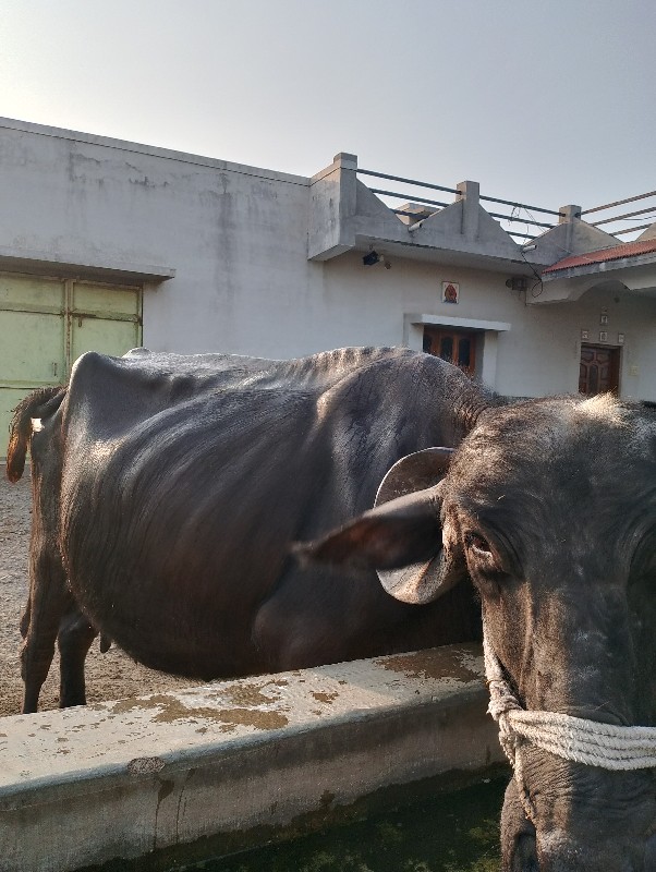 ભેસ  વેચવાની છે