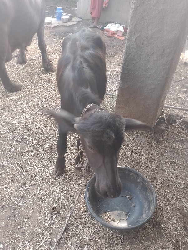 પાડી વેચવાની છે