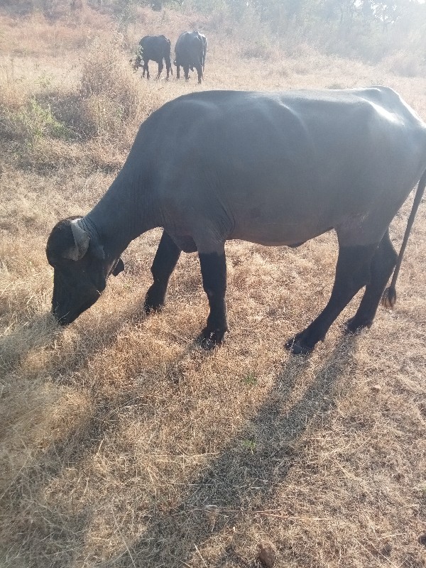 ખડેલુ અને પાડી