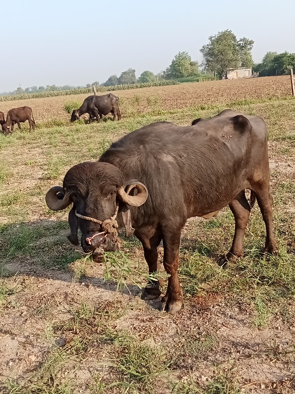 પાડો વેચવાનો છે