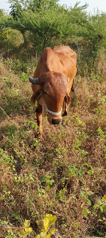 ગીર ગાય