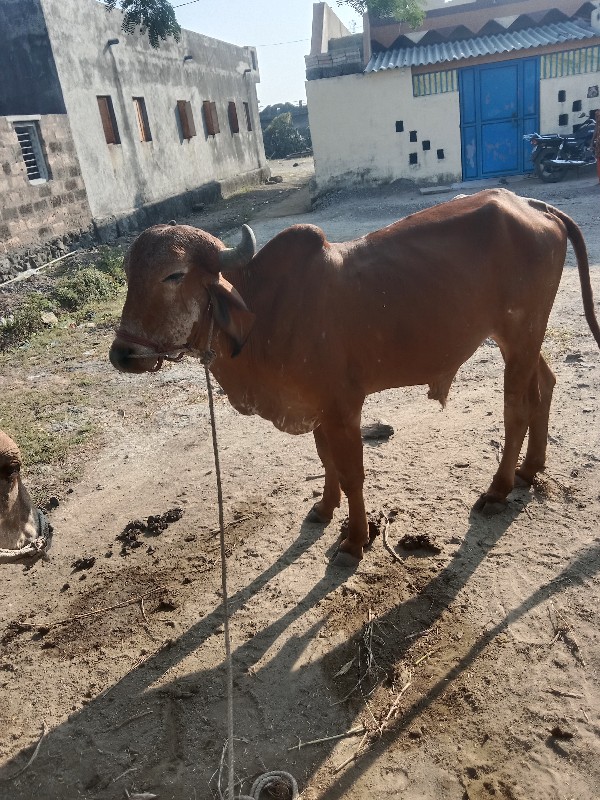 ગોધલો‌ વૈચવાનો‌...