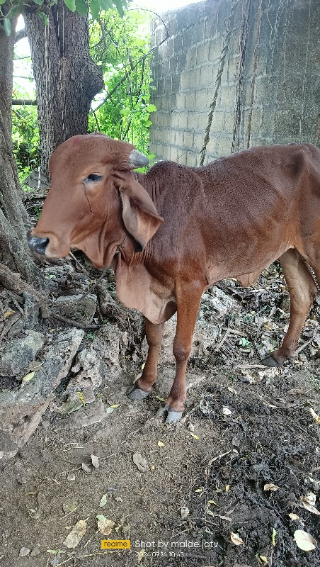 વાછડી વેચવા ની...