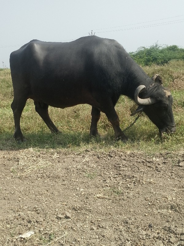 ભેંસ વેચવાની છે