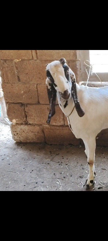 bakri
rajasthan...