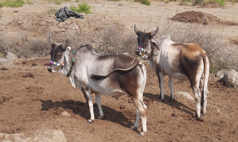 ગોઢલા વેચવાના છ...