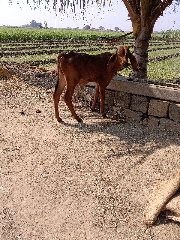 ગાય વેચવાની છે