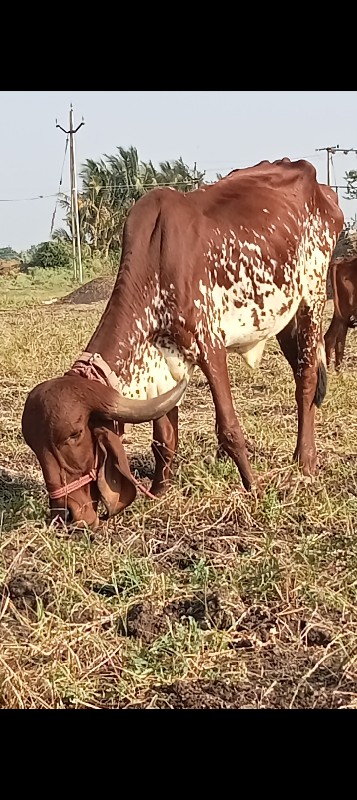 2 ગીર હોડકી વેચ...