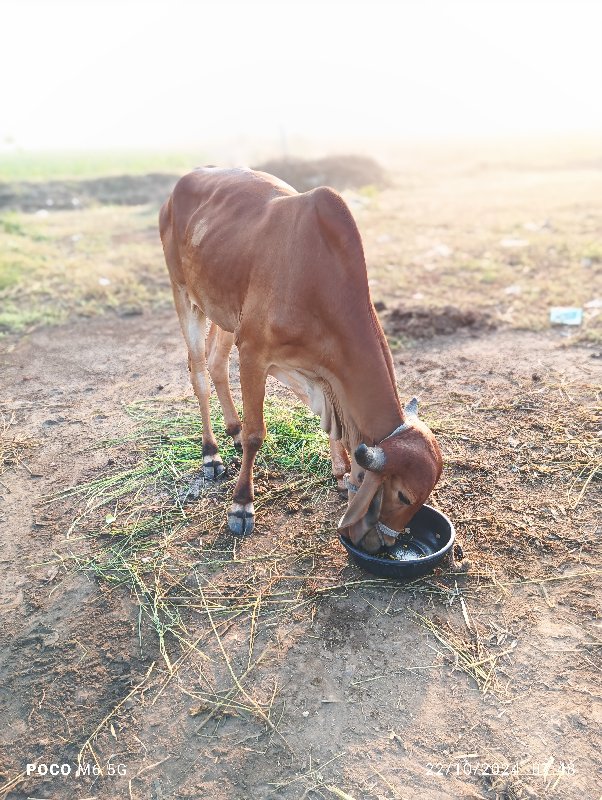 પેલી વાવણીનું છ...